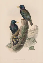 英国の鳥：Sturnur vulgaris。