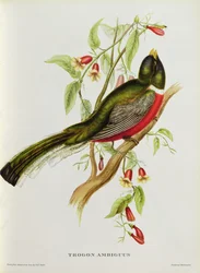 19世紀の「熱帯の鳥」からのTrogon Ambiguus（色付きのlitho）