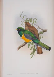 Trogon Atricollis、The Birds of Great BritainのJohn Gouldによる版、1862〜73年公開（手塗りのlitho）