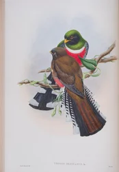 Trogon Mexicanus、ジョングールドによる英国の鳥のプレート、1862〜73年公開（手彩色のリソ）