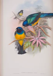 Trogon Ramoniana、ジョングールドによるイギリスの鳥のプレート、1862〜73年公開（手彩色のリソ）