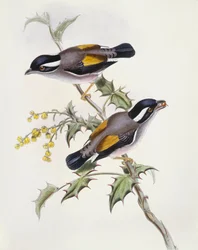 ホワイトブラウズ・モズバブリー（Pteruthius flaviscapis）、ジョン・グールドによるエングレーヴィング