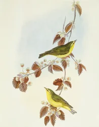 ウッドウォーブラー（Phylloscopus sibilatrix）、ジョン・グールドによるエングレーヴィング