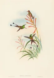 Discura longicauda（ラケットテール）