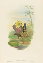 Hylocharis lactea (サファイア ブレスト エメラルド)