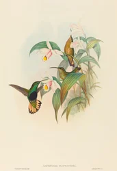 Lafresnaya flavicaudata (バフ尾ビロード胸)