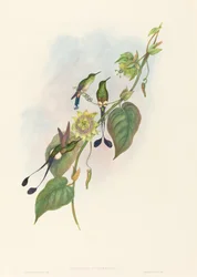 Spathura underwoodi (白い足のラケットテール)