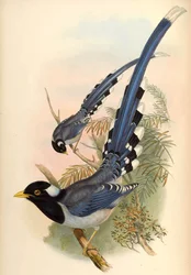 黄色請求青カササギUrocissa flavirostris（ブライス）