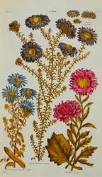 アスター、1759-73