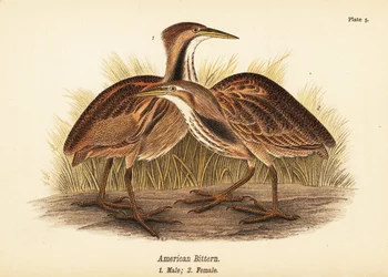 アメリカニガリ（Botaurus lentiginosus）、オス1、メス2