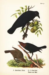 アメリカン・カラス（Corvus brachyrhynchos）1、ヒヨドリ（Molothrus ater）雌2、雄3