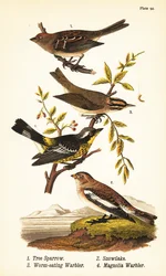 アメリカン・ツリー・スズメ（Spizelloides arborea）1、ユキノシタ（Plectrophenax nivalis）2、ミミズク（Helmitheros vermivorum）3、モクレンウグイス（Setophaga magnolia）4