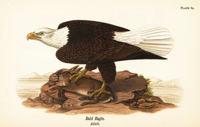 ハクトウワシ（Haliaeetus leucocephalus）の成体とウサギの獲物