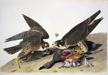 ロバート・ハヴェル（1793～1878）版「アメリカの鳥」よりオオアシカタカ（彩色版画）