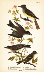 オオカンムリヒタキ（Myiarchus crinitus）1、ヒガシシナショウクイ（Sayornis phoebe）2、ヒガシシナショウクイ（Contopus virens）3、アケイディアヒタキ（Empidonax virescens）4