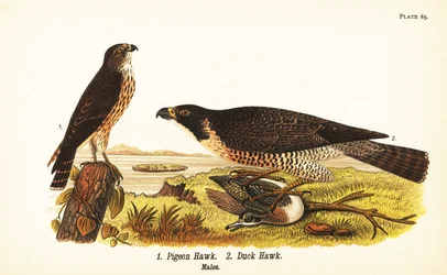 マーリン(Falco columbarius) 1、ハヤブサとカモ(Falco peregrinus) 2