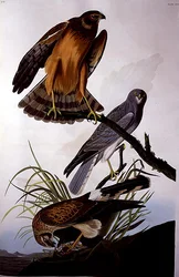 ノーザンハリアー（マーシュホーク）、ロバート・ヘイヴル（1793-1878）作「Birds of America」より（彩色済みエングレーヴィング）