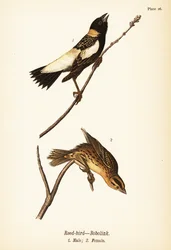ヨシキリまたはコバンザメ、Dolichonyx oryzivorus、オス1、メス2