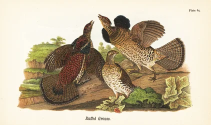 ラフェッドライチョウ（Bonasa umbellus