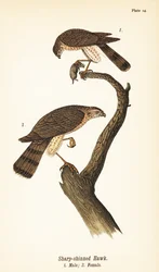シャープシネード・タカ（Accipiter striatus）、獲物を持つオス1、メス2