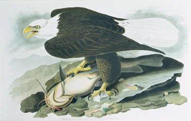 「アメリカの鳥」のハクトウワシ、R.ハベルによって彫刻され、1829年に彫刻されました（色付きの彫刻）