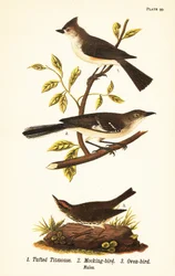 シジュウカラ（Baeolophus bicolor）、ハシボソガラス（Mimus polyglottos）、オーブンバード（Seiurus aurocapilla）。