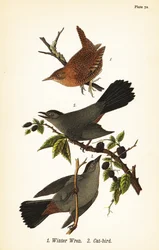 ミソサザイ（Troglodytes hiemalis）1、ハイイロチュウヒ（Dumetella carolinensis cat-bird）2