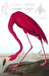 アメリカン・フラミンゴ（Phoenicopterus Ruber）John J. Audubon著「The Birds of America」より。1827-38年（手彩色彫刻）。