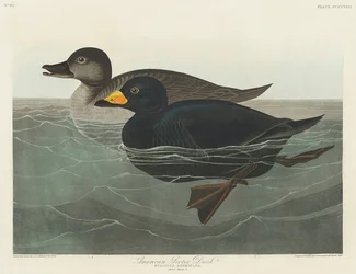 『アメリカの鳥類』（1827年）に掲載されたアメリカコガモ