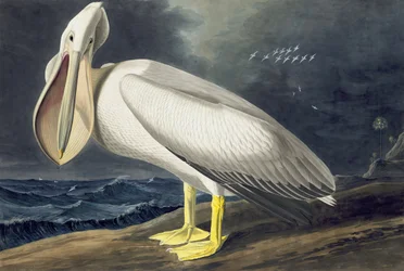 アメリカの白いペリカン、Pelecanus Erythrorhynchos、ジョン・J・オーデュボンの「The Birds of America」より、パブ。 1827-38