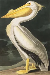 アメリカの白いペリカン、Pelecanus Erythrorhynchos、ジョン・J・オーデュボンの「The Birds of America」より、パブ。 1827-38