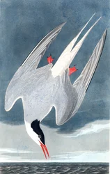 北極アジサシ、Sterna Paradisaea、ジョン・J・オーデュボンの「The Birds of America」より、パブ。 1827-38