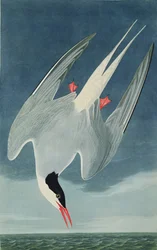 北極のアジサシ、「鳥のアメリカ」からロバートハヴェル（1793-1878）によって刻まれた1835年公開