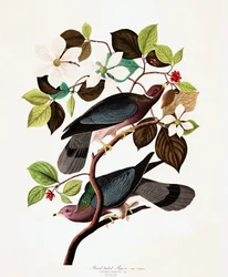 ジョンJ.オーデュボンのパブ「The Birds of America」より、バンドテールドピジョン、コロンバファシアタ。 1827-38