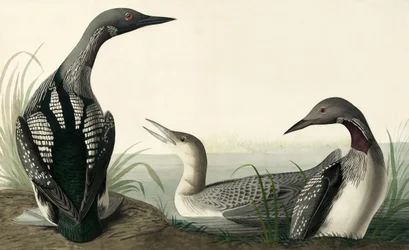 ジョン・J・オーデュボンのパブ「アメリカの鳥」の黒喉のダイバー、コリンバス・アークティカス。 1827-38