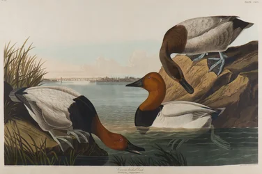 Canvas Backed Duck、1836（紙にトイレ）