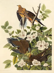 カロライナハトまたはカロライナカモメ。アメリカの鳥、1827-1838から。
