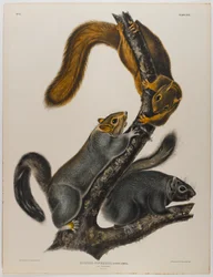 猫リス