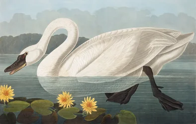 ジョン・J・オーデュボンの「The Birds of America」のパブ。 1827-38
