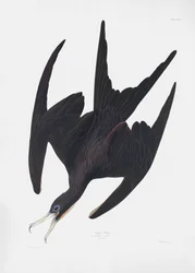 『アメリカの鳥類』（1827年）に掲載されたペリカン