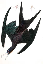 フリゲートペリカン（Tachypetes Aquilis）、ジョン・J・オーデュボン著「The Birds of America」より。1827-38年（手彩色彫刻）。
