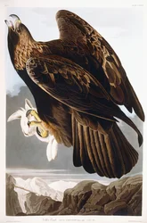 イヌワシ、1833