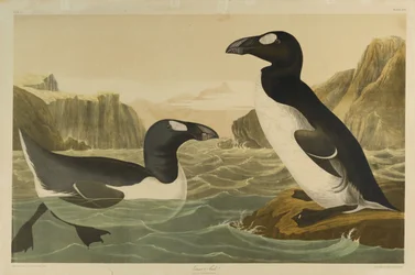 Great Auk、ジュリアン・ビエンによって印刷され、Roe Lockwood＆Sonによって出版された、1861年（クロモリソグラフ）
