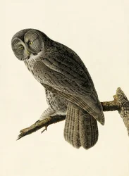 ジョン・J・オーデュボンのパブ「アメリカの鳥」のシネラス・フクロウ、Strix Nebulosa。 1827-38