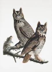 『アメリカの鳥類』（1827年）に掲載されたアメリカワシミミズク