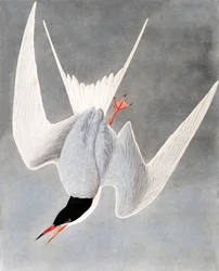 ジョンJ.オーデュボンのパブ「The Birds of America」出身のグレートターン、スターナヒルンド。 1827-38