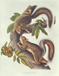 野うさぎ（Sciurus Leoporinus）