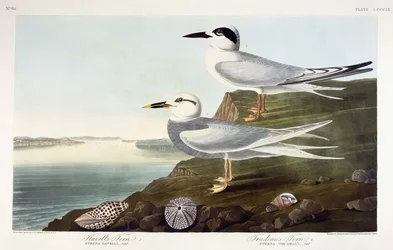 ハベルのアジサシとトルドーのアジサシ、1838