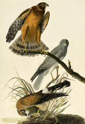 鶏ハリアー、サーカスサイアヌス、ジョンJ.オーデュボン、パブで「アメリカの鳥」から。 1827-38