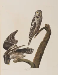 Birds of America」のイラスト